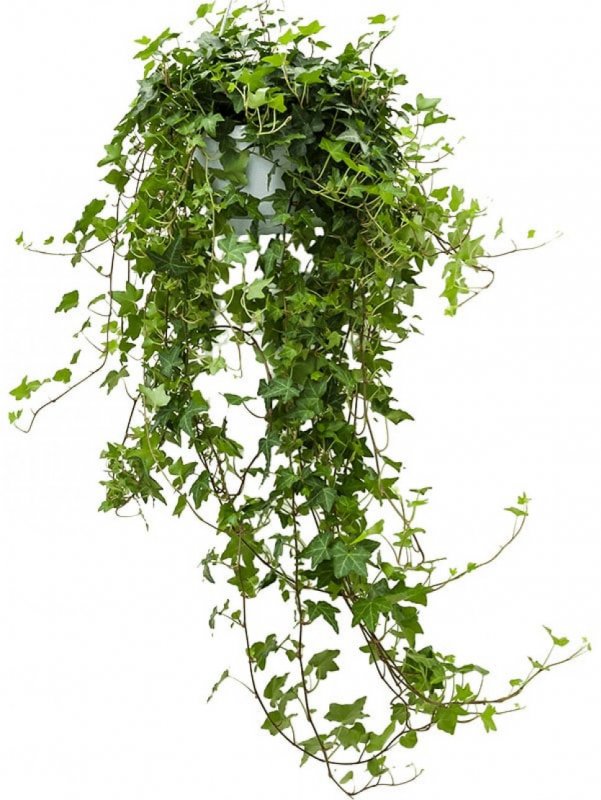 Плющ обыкновенный (Hedera Helix)