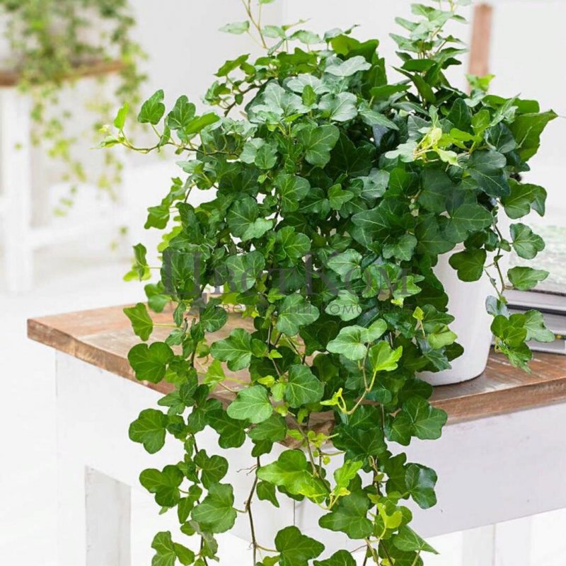 Плющ Hedera Helix
