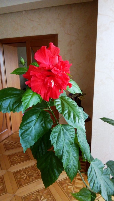 Роза китайская Rosa