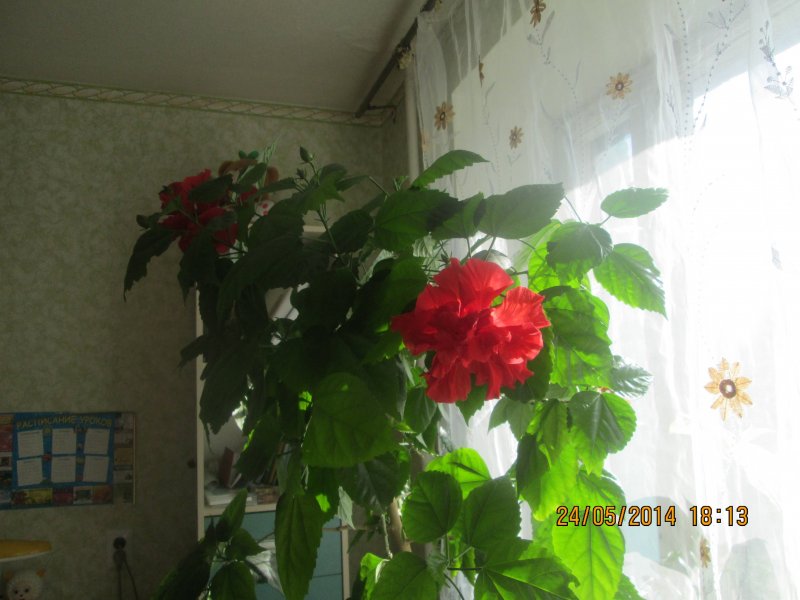 Китайская роза каркаде