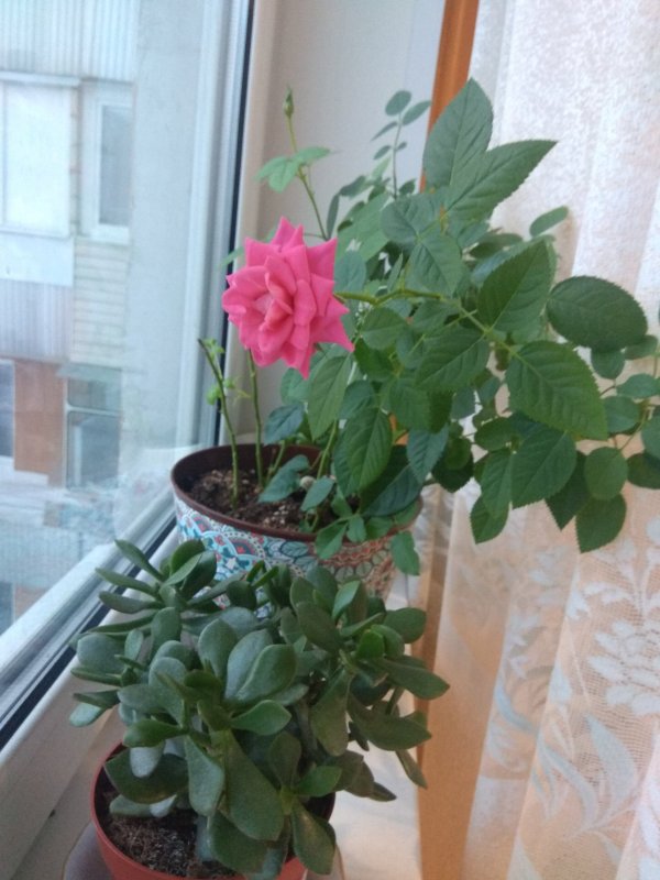 Домашние розы после отцветания