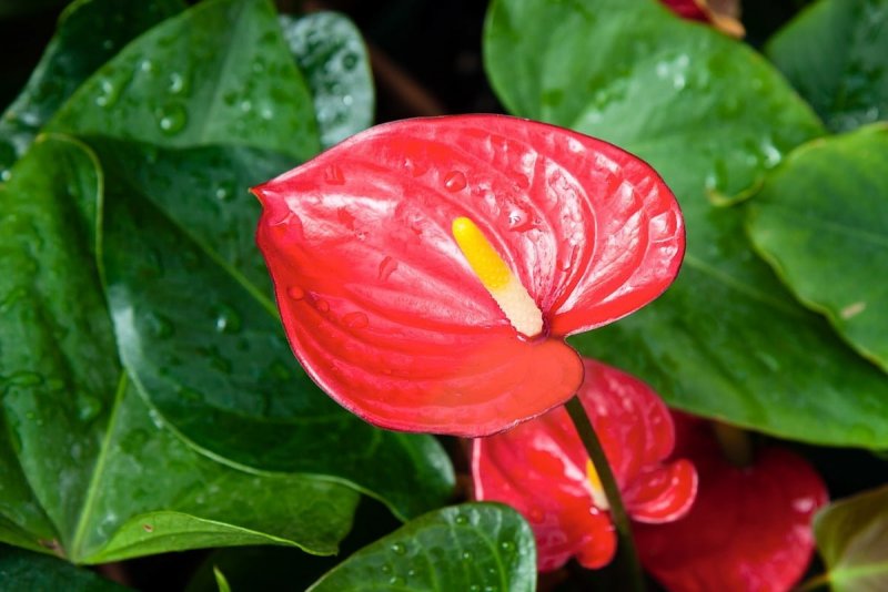 Спатифиллум Уоллиса (Spathiphyllum wallisii)
