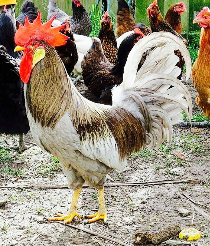 Декоративные курочки живые