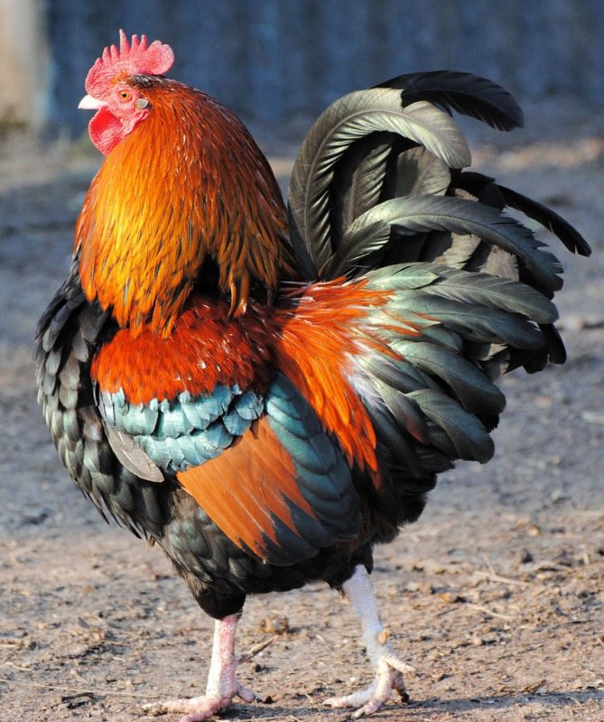 Малазийская Серама