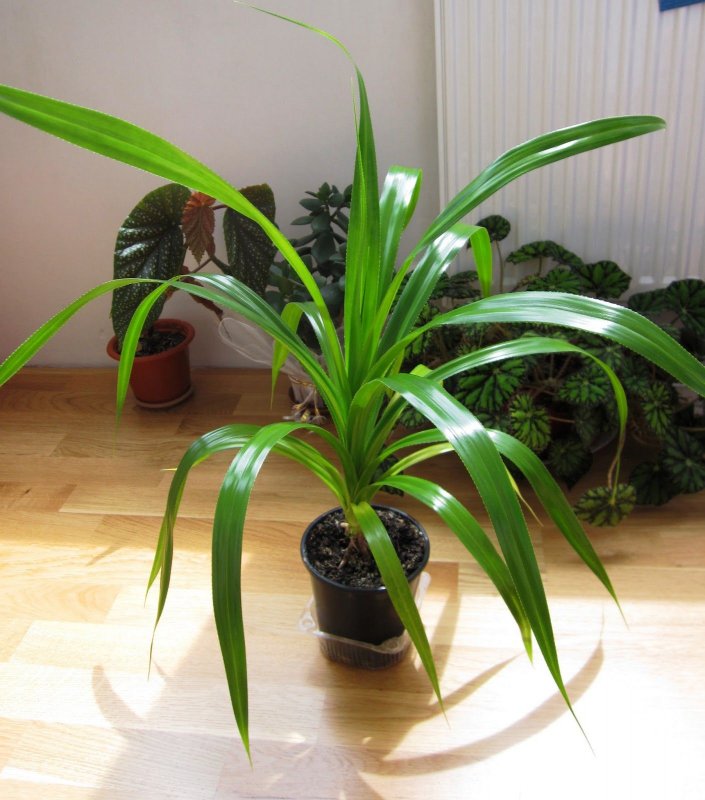 Драцена Маргината (Dracaena marginata)
