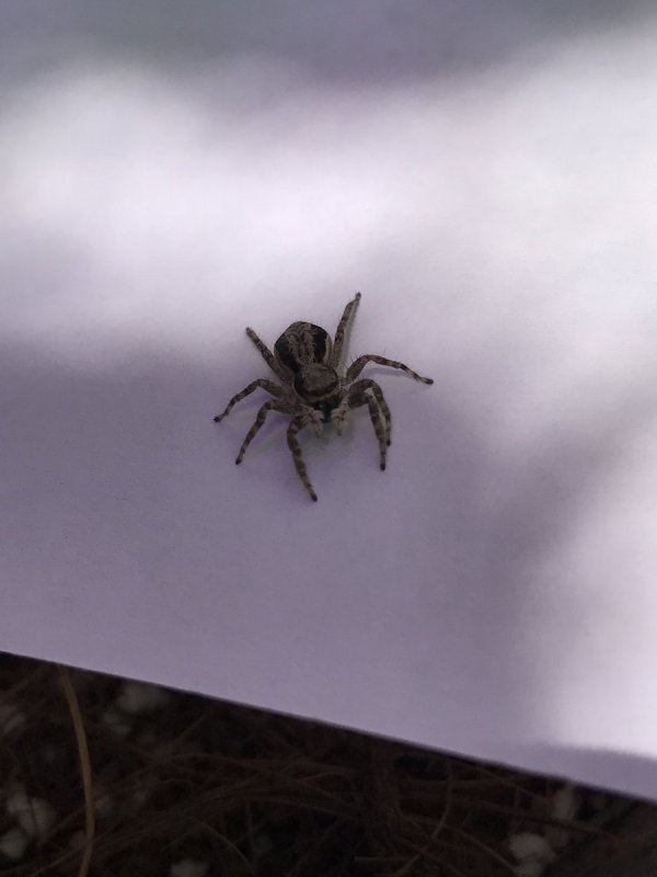 Brown Recluse Spider паук
