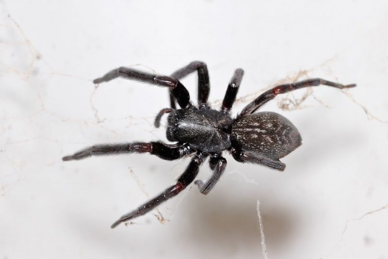 Pholcus phalangioides паук