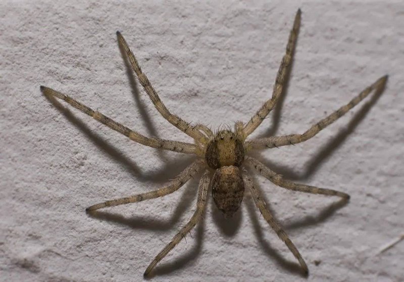 Паук Tegenaria SP