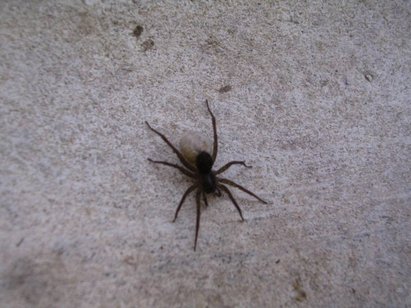 Leucorchestris arenicola
