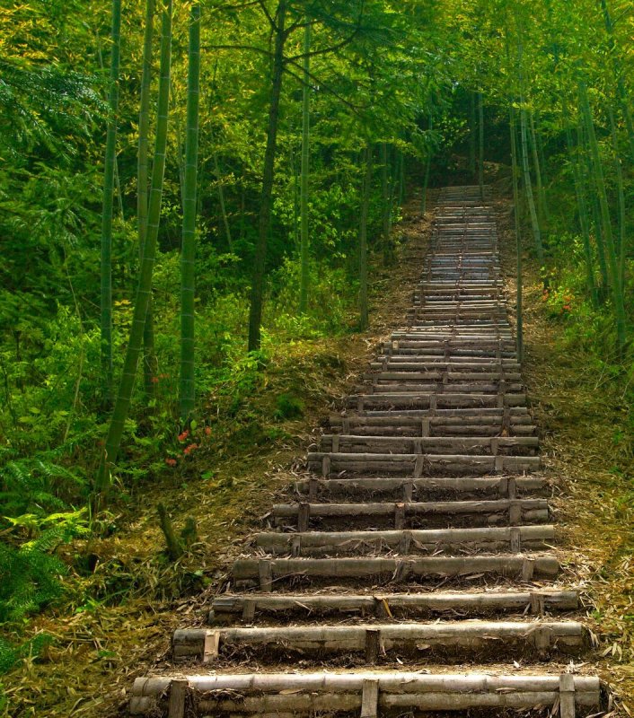 Ступеньки в лесу