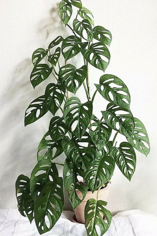 Монстера Адансона Monstera adansonii