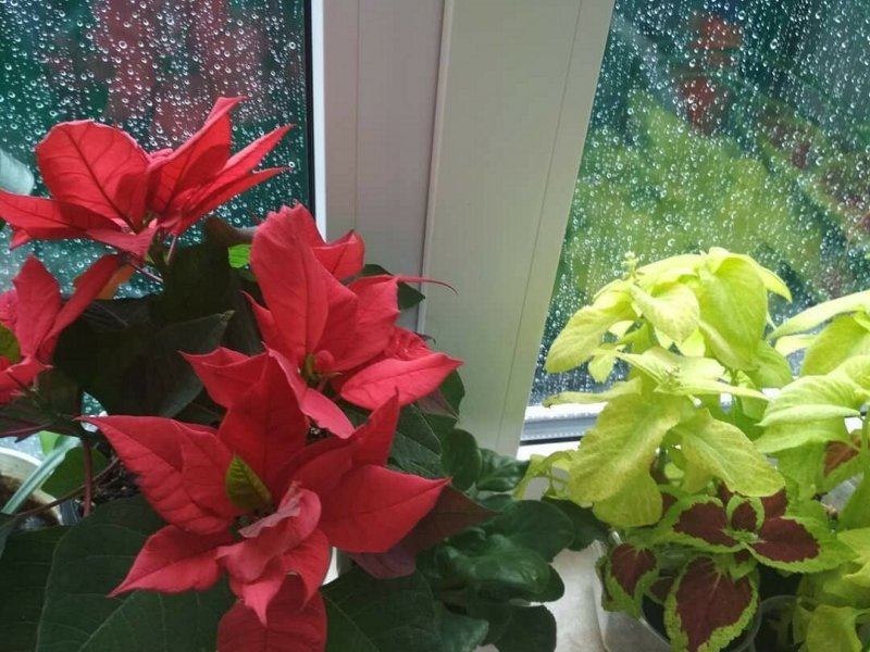 10 Растений которые нельзя держать дома