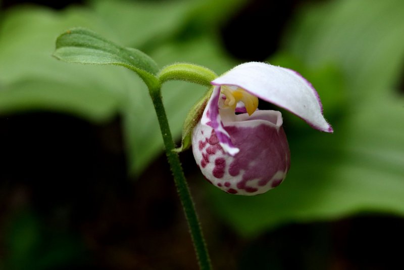 Орхидея Paphiopedilum виниколор