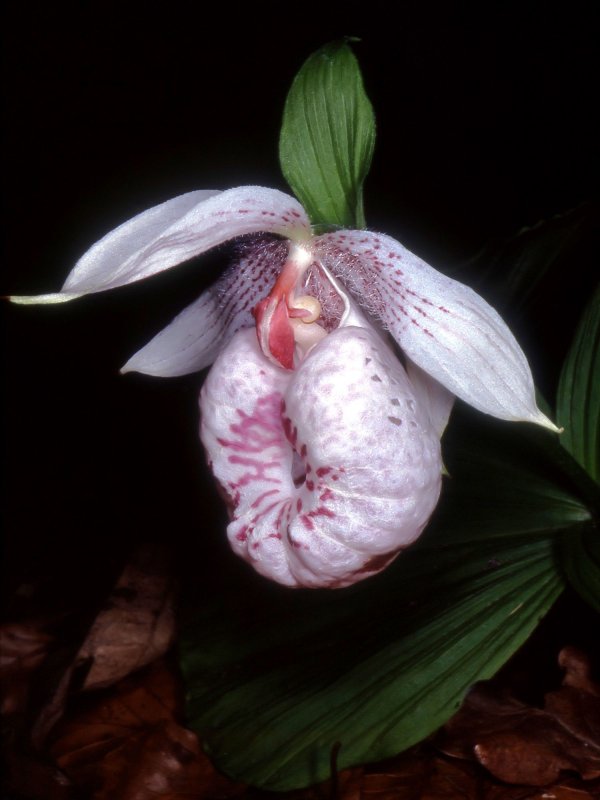 Cypripedium acaule
