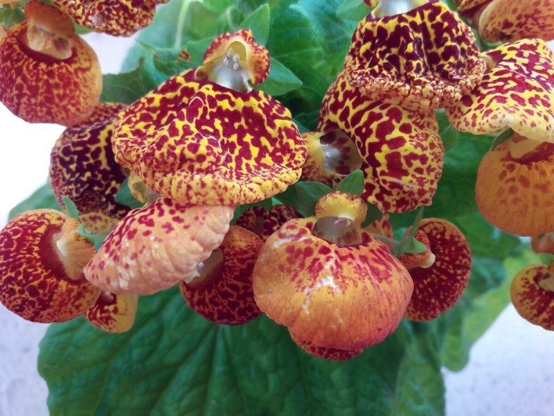 Cypripedium calceolus