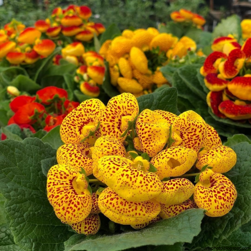 Кальцеолярия herbeohybrida