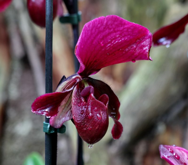 Calceolaria pinnata