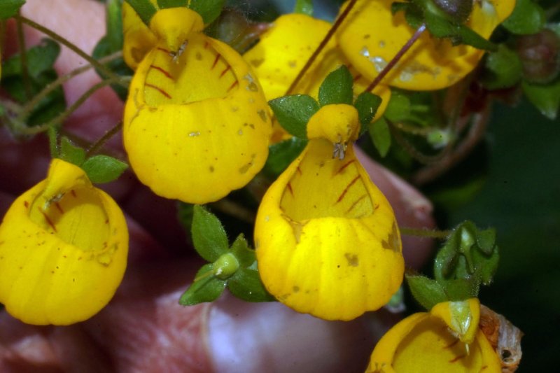 Венерин башмачок - Cypripedium
