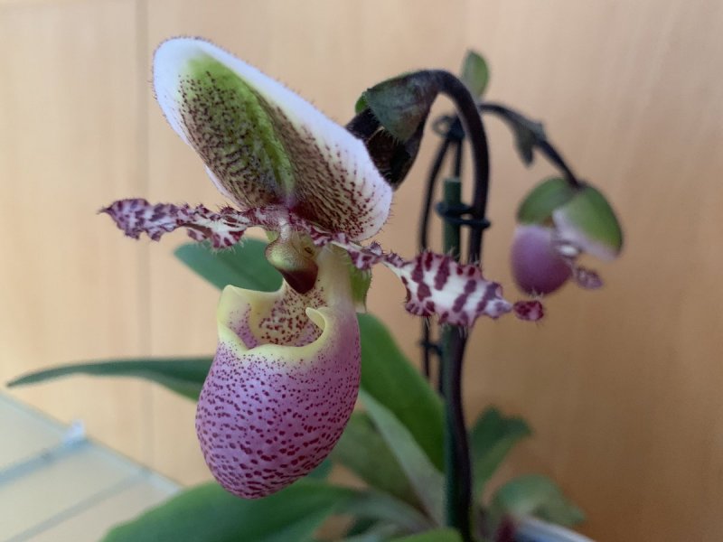 Пафиопедилум Сандера Paph. Sanderianum