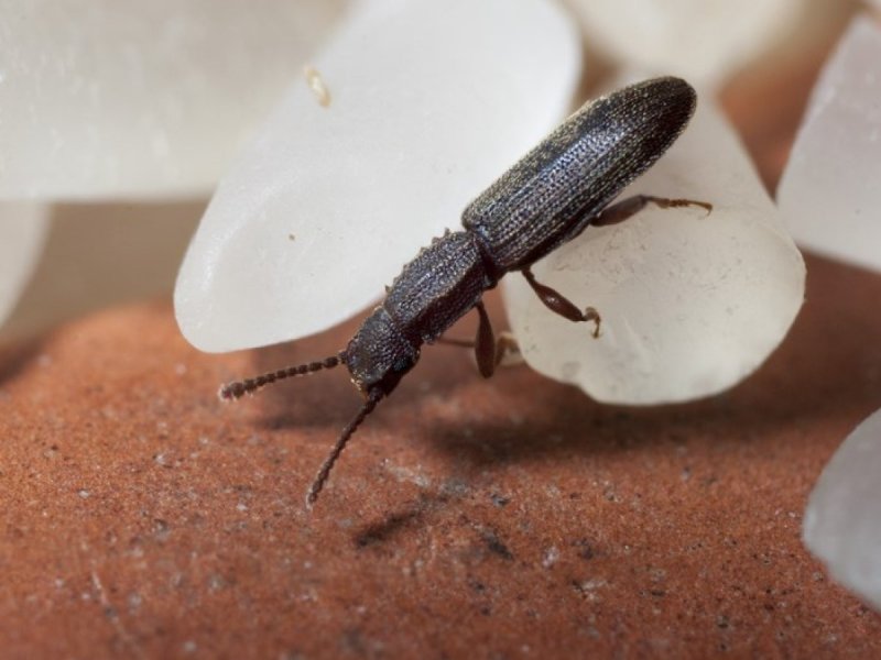 Жужелица Головастая Broscus cephalotes