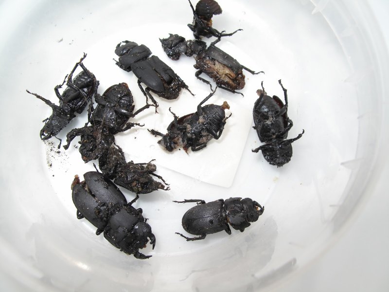 Tenebrio Molitor мучной хрущак