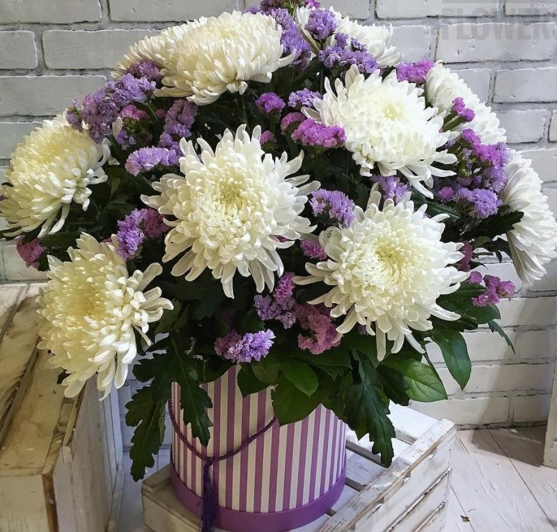 Chrysanthemum ДЯПОНСКИЕ