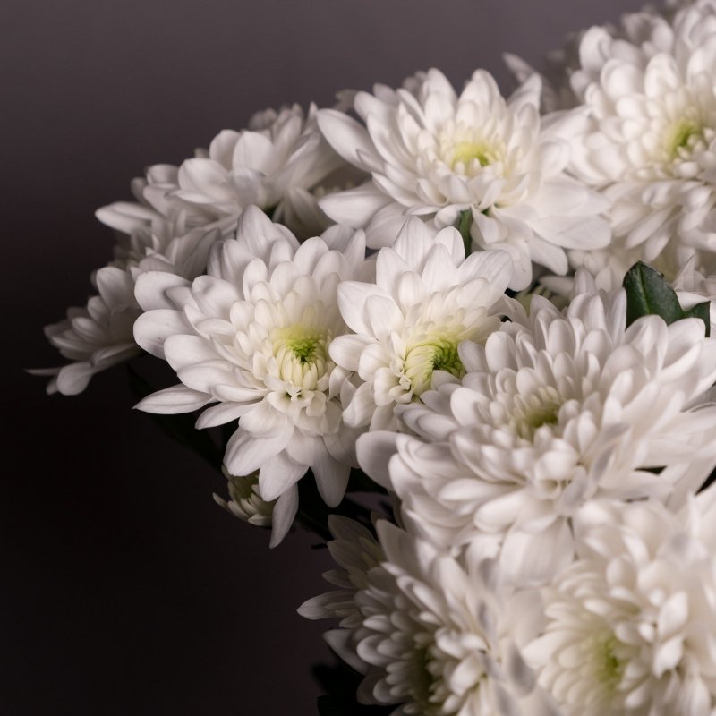 Хризантема Chrysanthemum