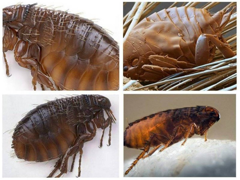 Ctenocephalides Felis