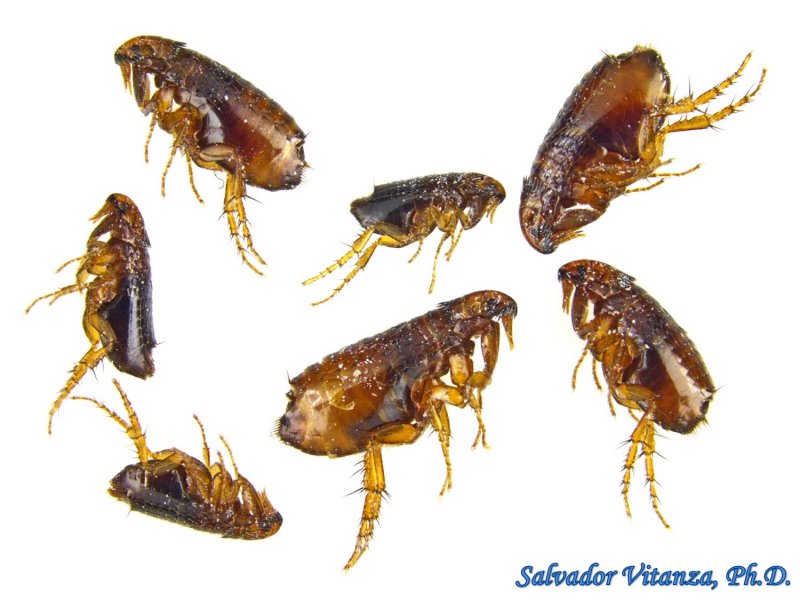 Hystrichopsylla talpae
