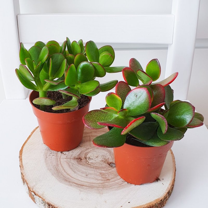 Saxifraga x arendsii Marto Rose