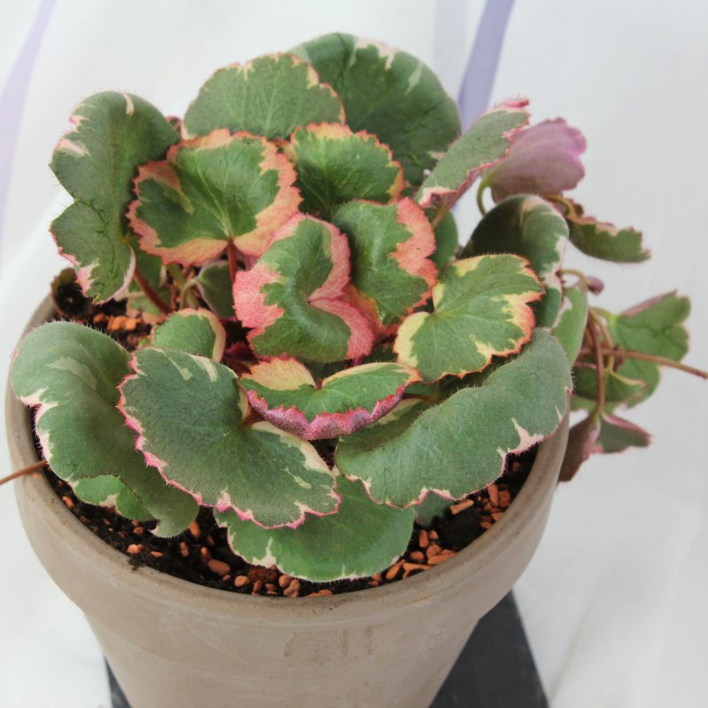 Камнеломка плетеносная (Saxifraga stolonifera)