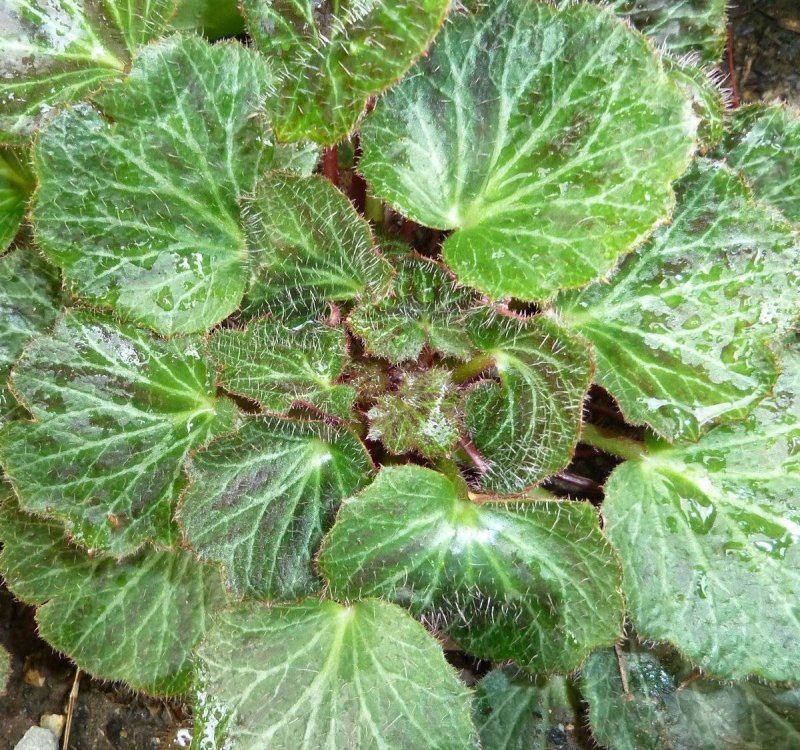 Камнеломка Saxifraga stolonifera