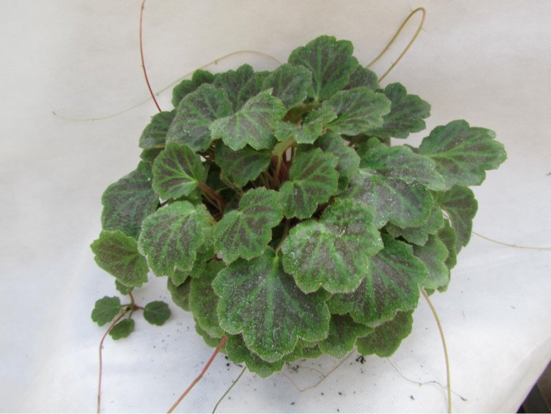 Saxifraga stolonifera 'Maroon Beauty'