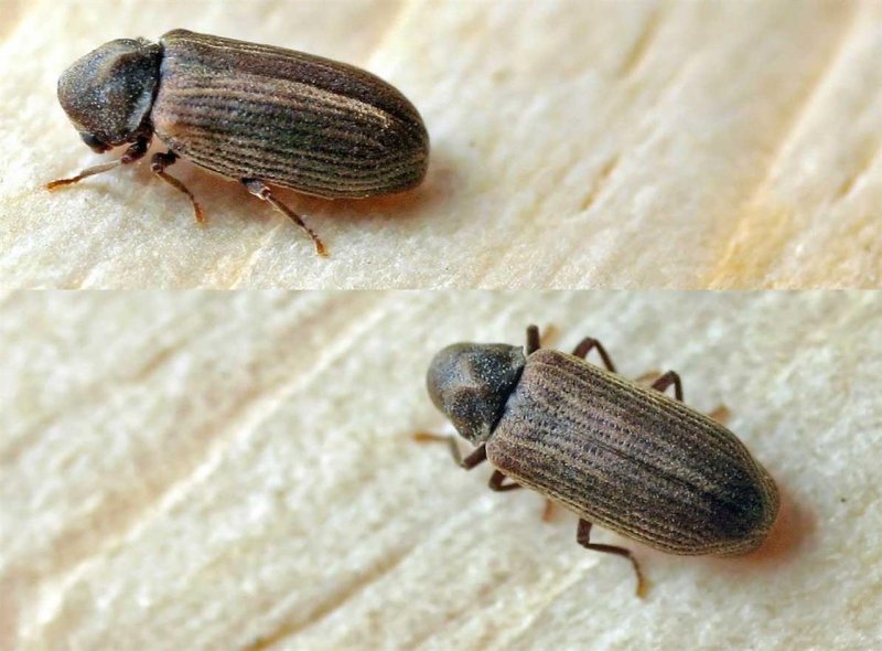Hylotrupes bajulus Жук