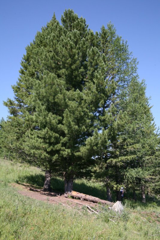 Сибирский кедр (Pinus sibirica du Tour)