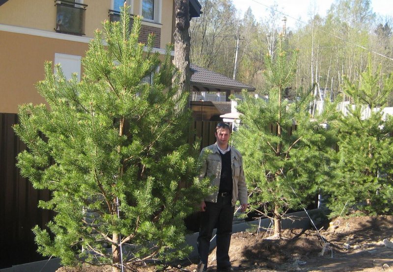 Сосны кедровые Сибирская на участке
