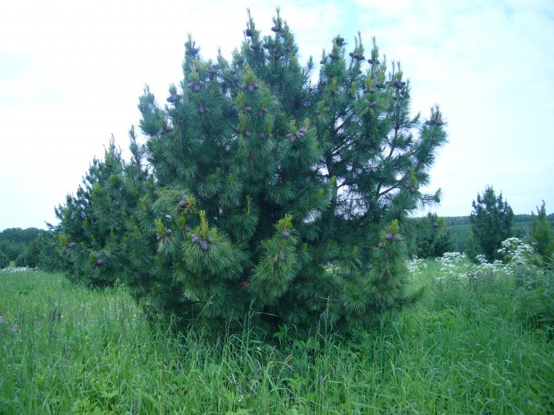 Сосна Кедровая Сибирская, или кедр Сибирский (Pinus sibirica du Tour)