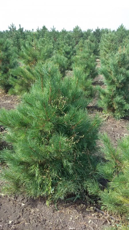 Кедр Сибирский Pinus sibirica