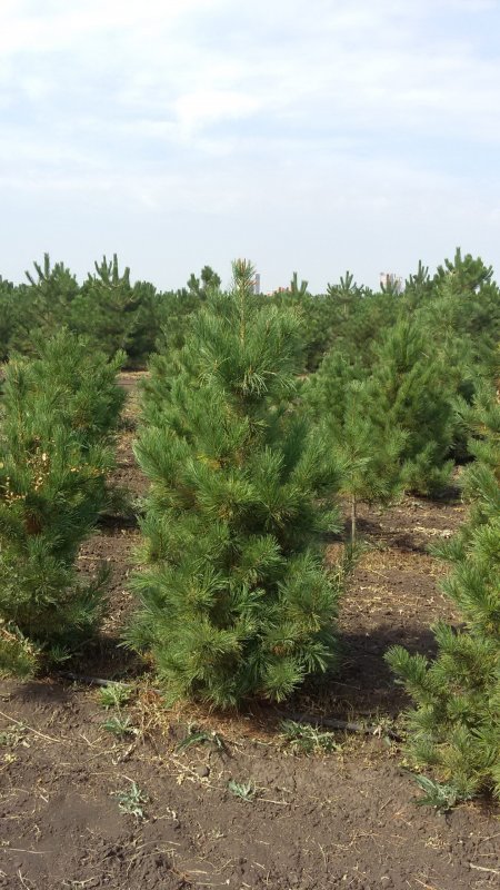 Кедр Сибирский Pinus sibirica