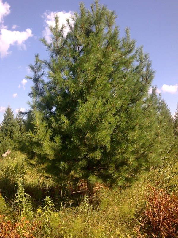 Сосна Кедровая Сибирская (кедр Сибирский) (Pinus sibirica)