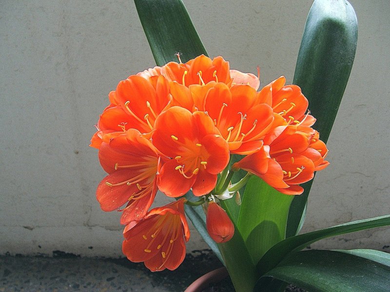 Кливия оранжевая