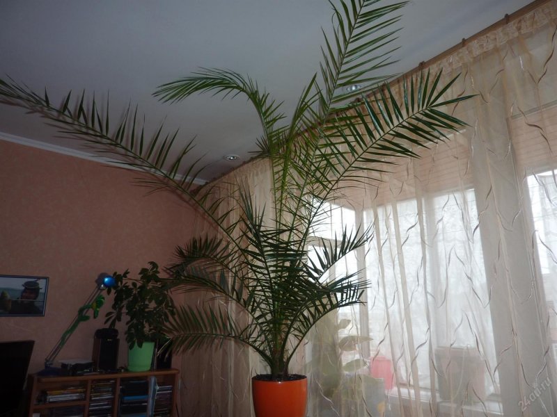 Финиковая Пальма из косточки