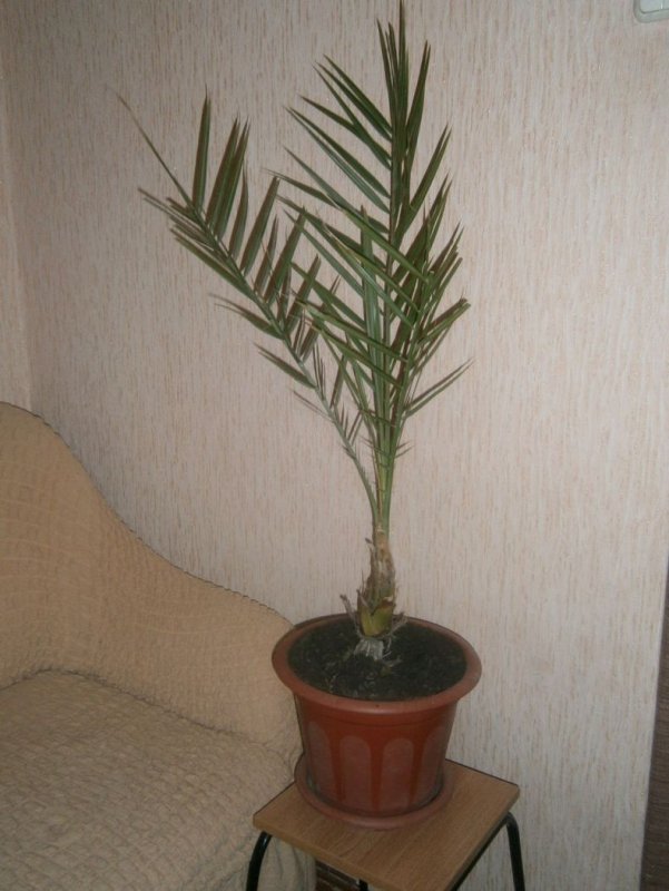 Финиковая Пальма размножение