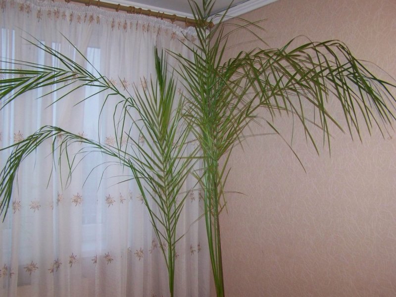 Финик Робелена Росток
