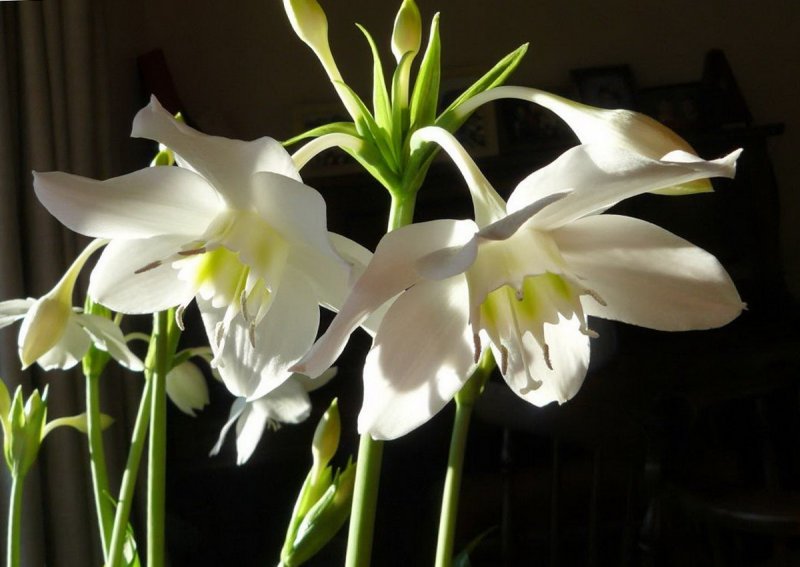 Эухарис беззубчатый (Eucharis subdentata)