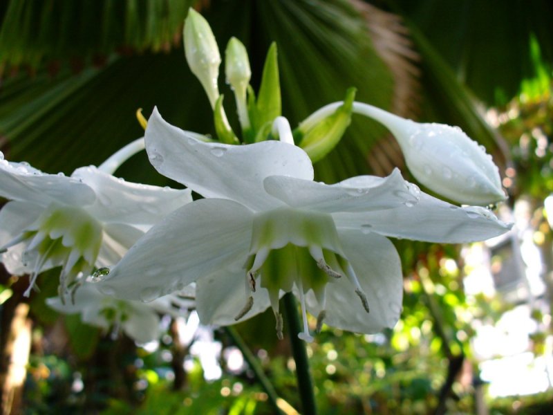Эухарис grandiflora