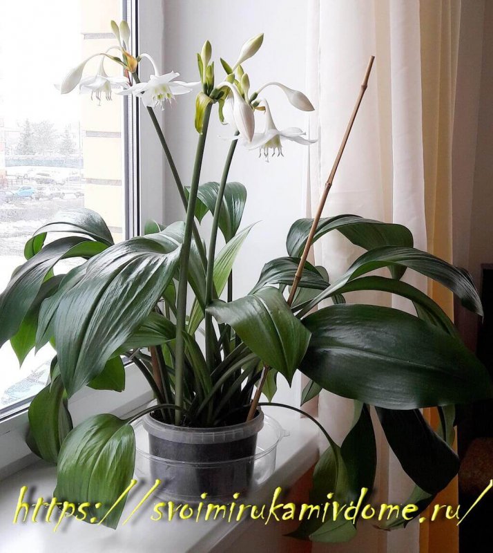 Амазонская Лилия эухарис эухарис