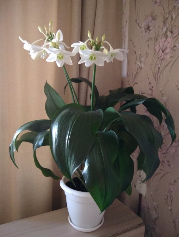Лилия эухарис