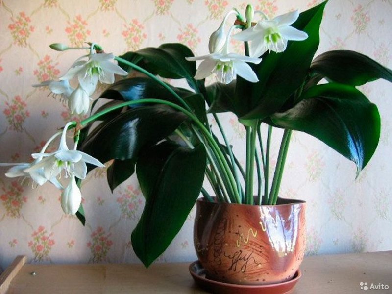 Эухарис grandiflora