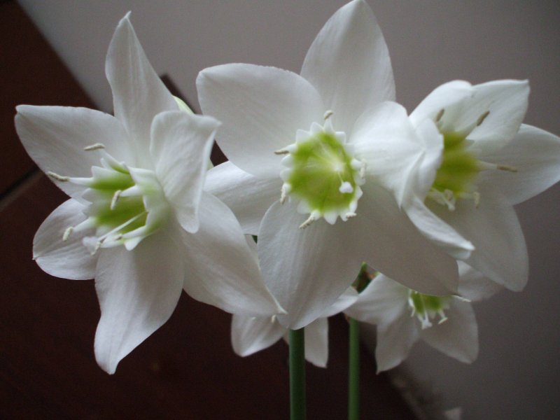 Лилия (Амазонская Лилия эухарис)